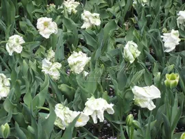 Тюльпан Уайт Пэррот (Tulipa White Parrot)