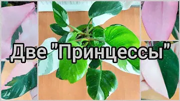 #Филодендроны 🌸Как добиваюсь яркого окраса🌿Совместная #посадка 🌿Розовая принцесса🌸Белая принцесса