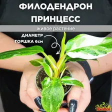Филодендрон Вайт Принцесс (Philodendron White Princess) D6см