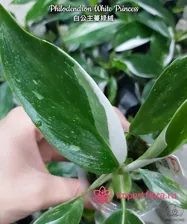 Philodendron White Princess