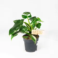 Филодендрон Вайт Принцесс Philodendron White Princess 40/15