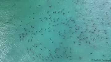 Hundreds of blacktip sharks spotted swimming near Florida beach